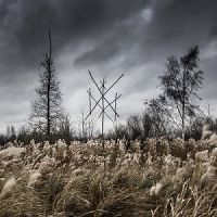 WIEGEDOOD (Bel) - De doden hebben het goed, DigiCD